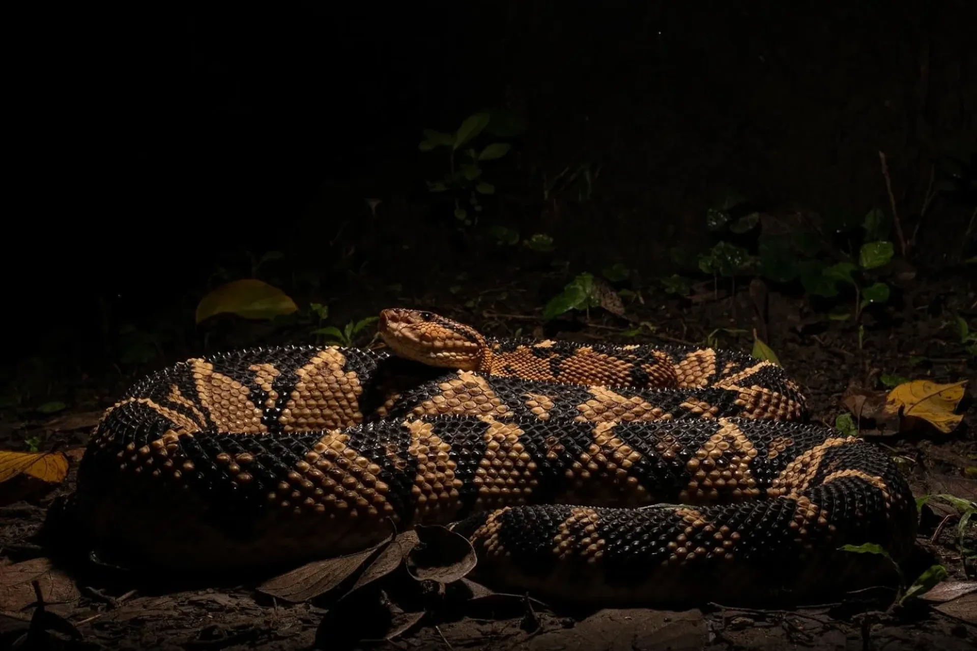 Aventura com herpetofauna