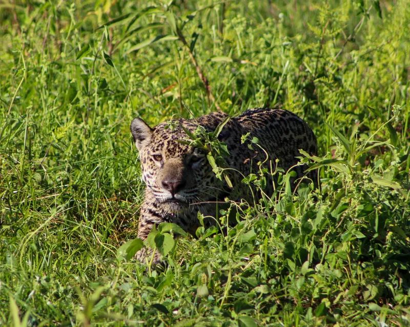 Private Experience • Jaguar Watching - image 16