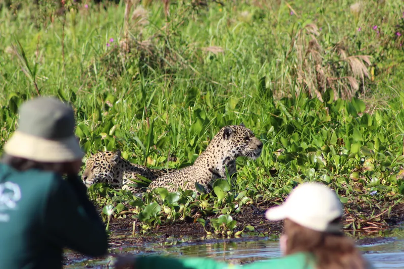Private Experience • Jaguar Watching - image 10
