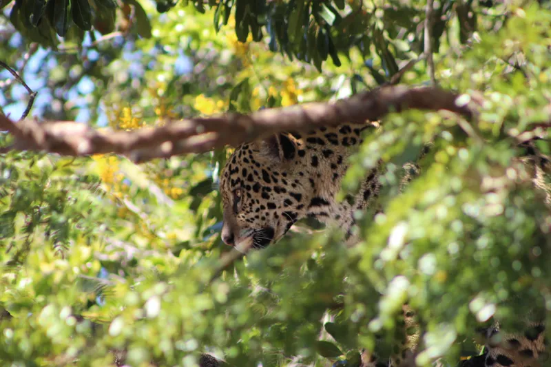 Private Experience • Jaguar Watching - image 14