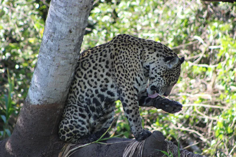 Private Experience • Jaguar Watching - image 13