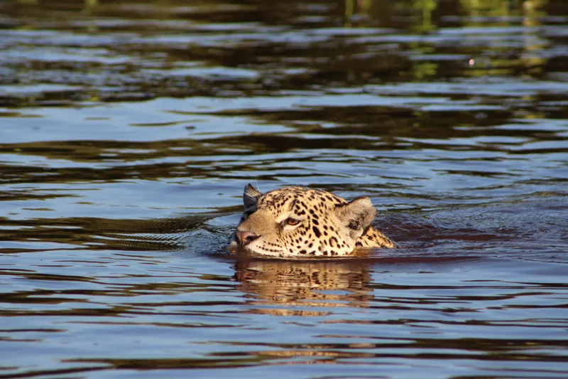 Private Experience • Jaguar Watching - image 6