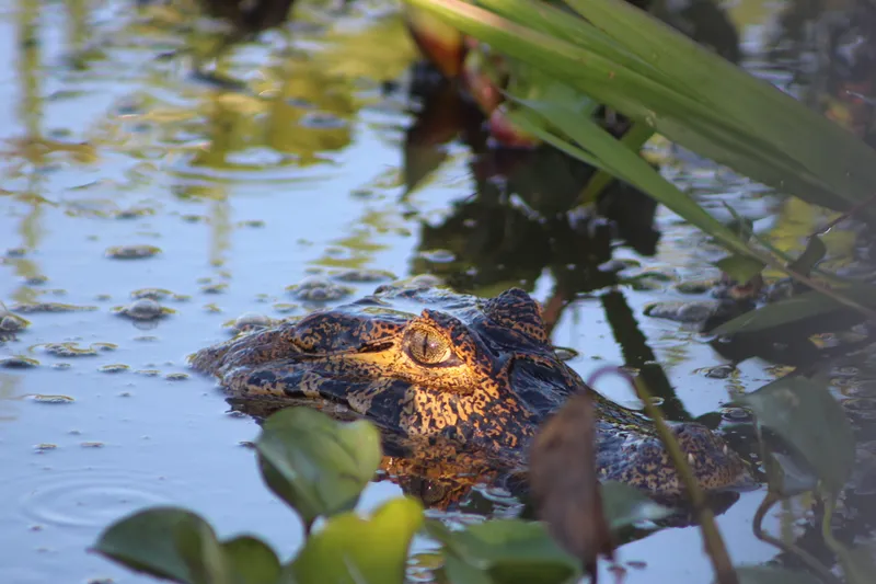 Private Experience • Jaguar Watching - image 11