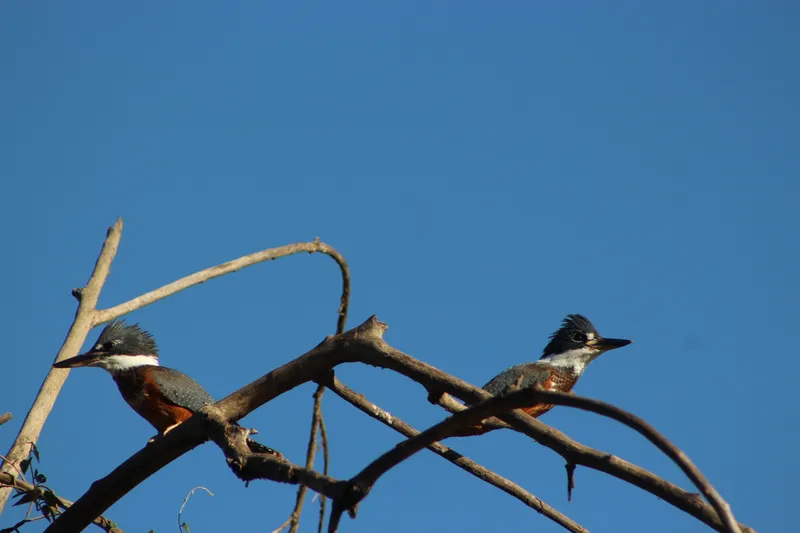 Private Experience • Jaguar Watching - image 8