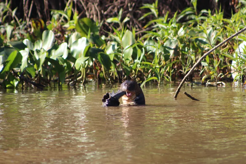 Private Experience • Jaguar Watching - image 12