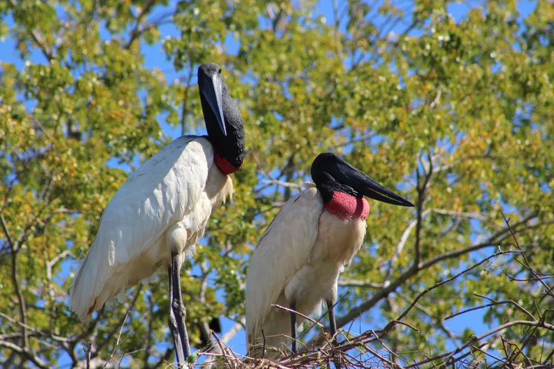 Private Experience • Jaguar Watching - image 9