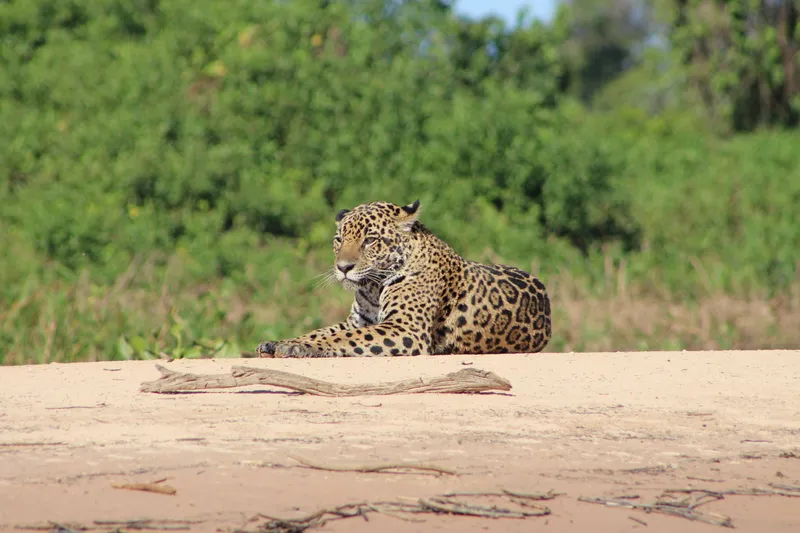 Private Experience • Jaguar Watching - image 15