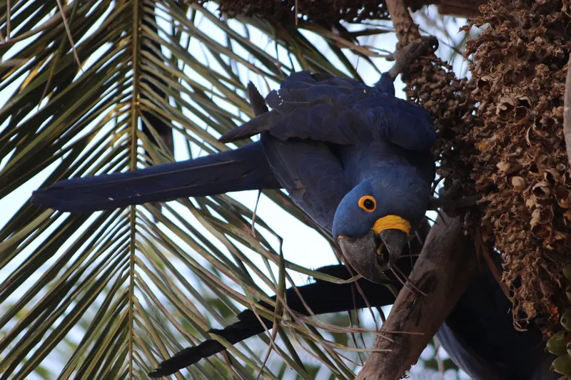 Private Experience • Jaguar Watching - image 7
