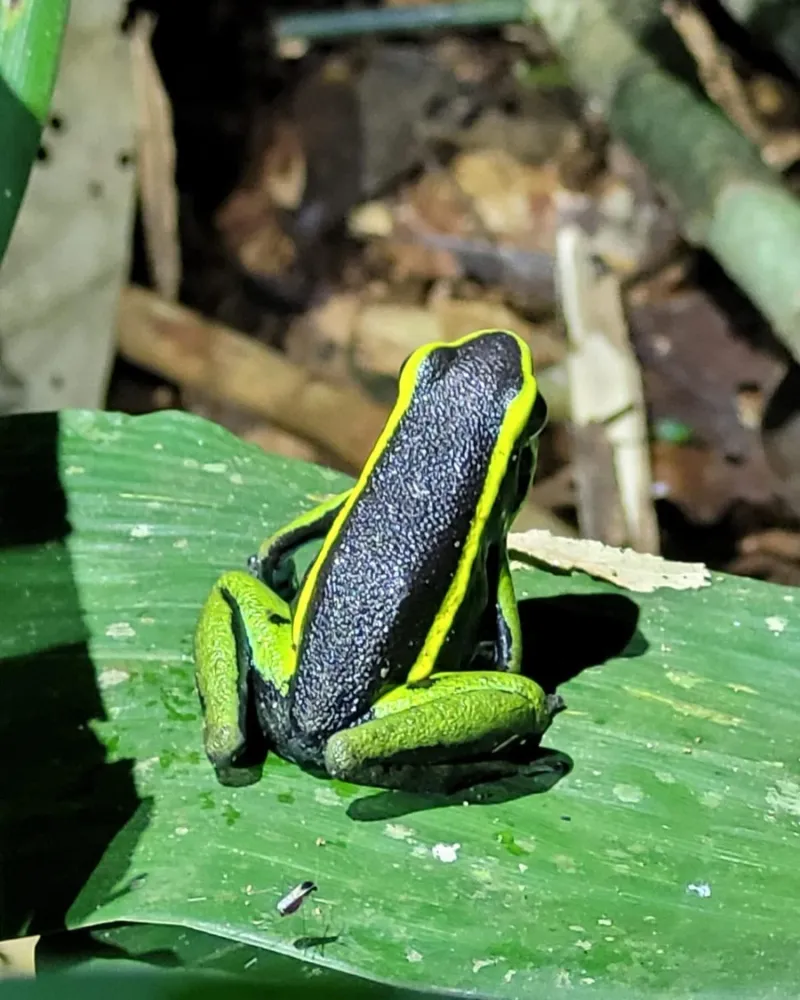 Aventura Científica de 5 - image 4