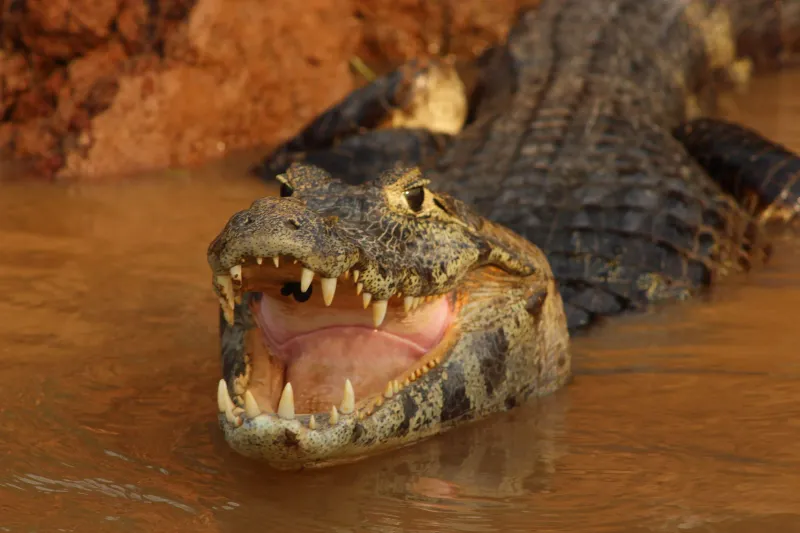 Melhor Época para Avistar - image 5