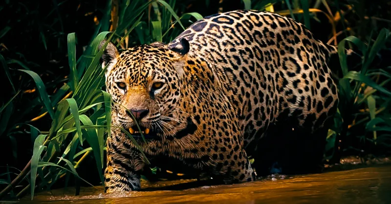 Pantanal Jaguar Safaris 4 dias–Privado